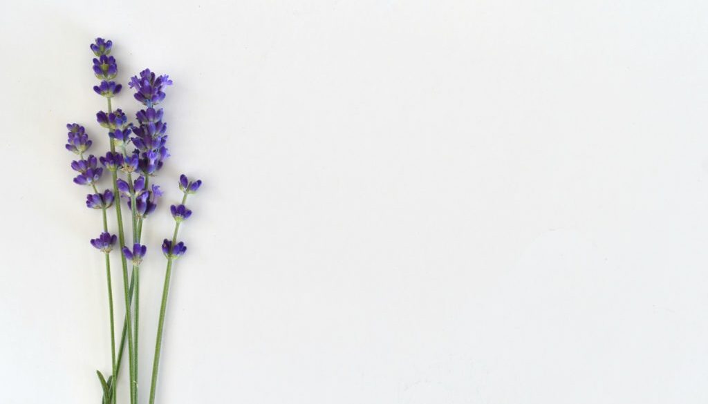 overhead-view-of-lavender-sprigs-with-blossoms-on-a-white-background-to-create-a-simple-minimal-clean_t20_XxnBzz-1024x683