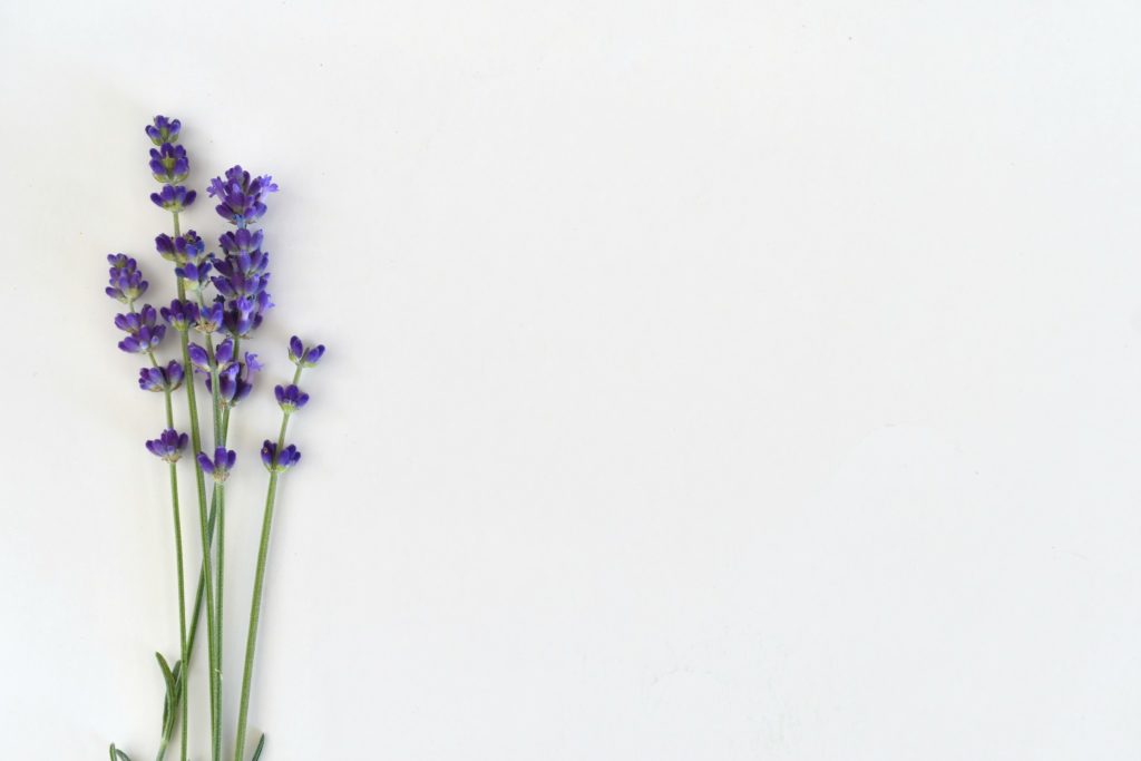 overhead-view-of-lavender-sprigs-with-blossoms-on-a-white-background-to-create-a-simple-minimal-clean_t20_XxnBzz-1024x683
