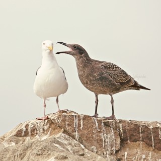 stock-photo-animal-wildlife-humor-birds-funny-hilarious-gulls-sea-gulls-sea-birds-01cea739-548f-49e0-b486-2f092260f96a